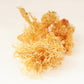 Raw Gold Sea Moss